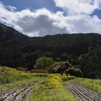 2024.9.14　丸山千枚田（熊野市紀和町）