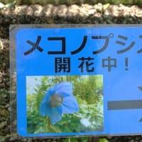 ヒマラヤの青いケシのお花見に行ってきました。