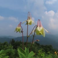 行ってきました！白山高山植物園その２