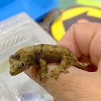 夏の静レプは