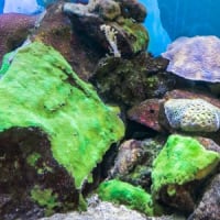 淡島水族館2Fの生き物　FILE:3 イソギンチャク・サンゴの水槽