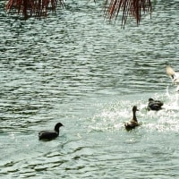 三ツ寺公園の鴨たち