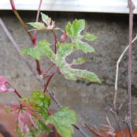 新緑もきれい＊次々花も咲き出す庭＊