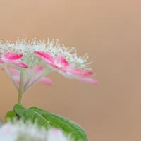 なばなの里の紫陽花ロードを楽しみました＾＾ｖ