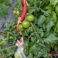 6月15日うどん旅の帰りに畑　オクラ　さつま芋の苗追加　梅収穫