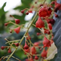 晩春～初夏の花：ゴウシュウアオギリ