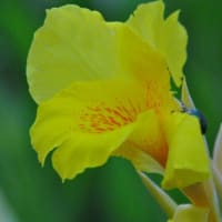 朝の散歩　キキョウの花　　　26