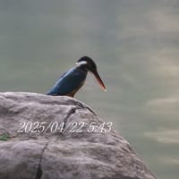 カワセミ探し＆散歩