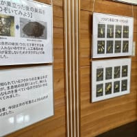 ブナ森ギャラリーで展示しています