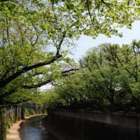 2024石神井川の桜11