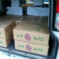 レッドキャベツも出荷します
