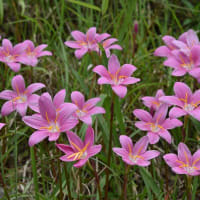 サフランモドキの可愛い花