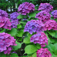 多摩川台公園あじさい園　　あじさい園の色々のあじさいたち　　　　12