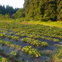 サツマイモの蔓先を植えてみる