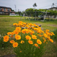花探し