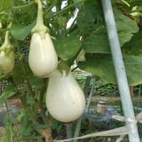 ＜我が家の菜園522＞　ナス　収穫
