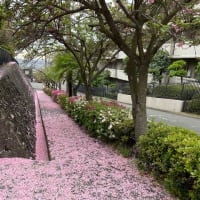桜色の道