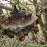 庭のちっこい虫たち‥6月7月