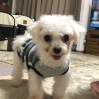 引越しします