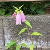 蛍の季節