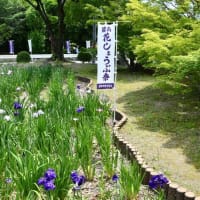 花しょうぶの彩りを楽しむ油ヶ渕の水辺と応仁寺-2