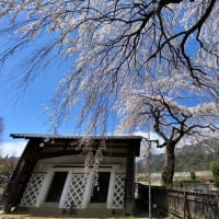 宮田村総合公園の桜
