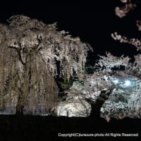 2025桜名所・弘前公園　宵～ライトアップ