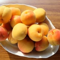 庭のアンズを収穫しました。