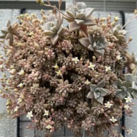 Gardeningで池に転落　(-_-;)