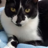 猫がサインを出す