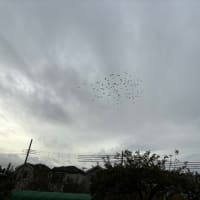 今日の舎外