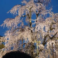 ミモロの京都桜巡り2023。迫力すら感じさせる「東寺」の桜。ライトアップで夜空に浮かぶ妖艶な姿