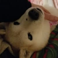 クリンへの想いは尽きなくて・・・299