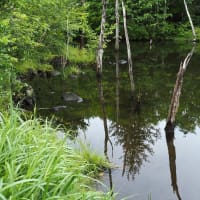 一ノ瀬園地.....まいめの池