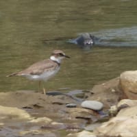 カワウ、イカルチドリ、バッタ🦗、蝶🦋