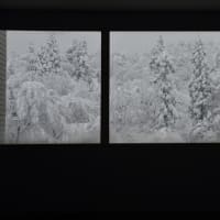 雪降りました。