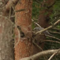 ハリオアマツバメさんに逢えた！　完