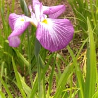 花菖蒲を見て来ました