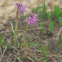 八方尾根の花　オオサクラソウ　八方池周辺