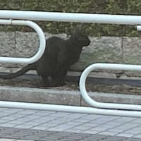 朝ウォーキングの風景。令和7年6月19日。倉庫下に誘導するシロネコ①