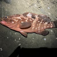 2024後半の釣果
