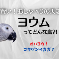 あれってそれって何種類くらい居るの？　～　喋る鳥