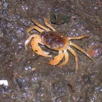 等々力渓谷の水質と生きものたち