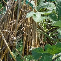 ＜我が家の菜園518＞　スイカ２個