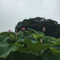 蓮の花