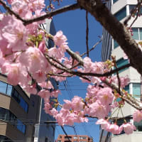 桜が咲いた　　新阿波座公園　　　　2024年3月29日　快晴