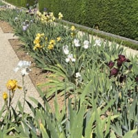 モネの庭、バガテル公園＊孔雀に会わないと帰れない＊