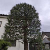 コウヤマキ透かし剪定