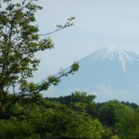 富士山と茶原