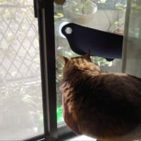 もっちり